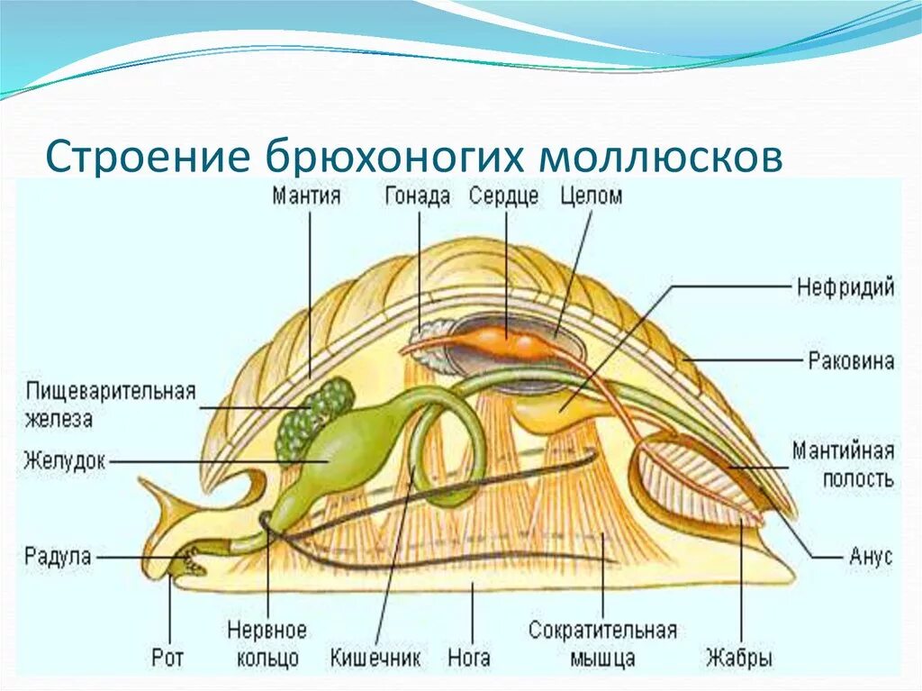 Тело виноградной улитки. Внутреннее строение брюхоногих моллюсков. Внутреннее строение брюхоногого моллюска. Строение ракушки брюхоногих. Строение брюхоногого моллюска рисунок.