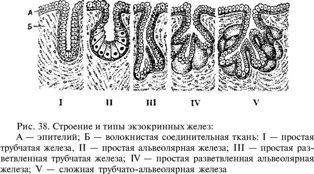 Классификация и строение экзокринных желез. Железистый эпителий схема. альвеолярные экзокринные железы. схема строения экзокринных желез. экзокринные железы – классификация строение.