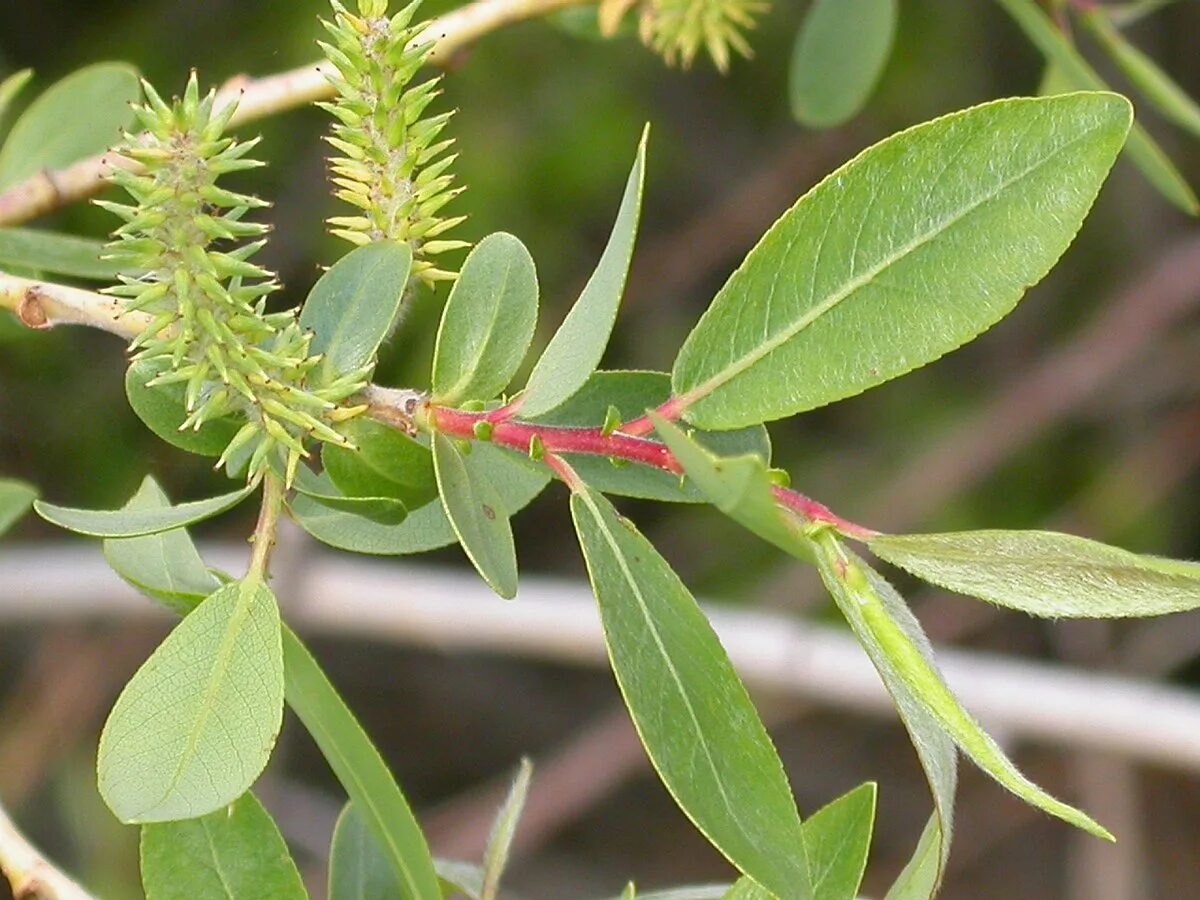 Salix eriocephala. Ива Salix. Ива ушастая (Salix Aurita l.). Ива Шикотанская Salix shikotanensis. Форма листа ивы