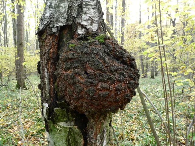 Чага как называется. Чага Березовая. Гриб чага. Чага Сосновая гриб. Огромная Берёзовая чага гриб.