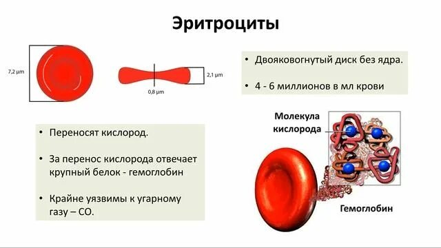 Кровотечения 8 класс биология. Почему эритроциты двояковогнутые. Ядерные клетки крови. Белковая часть гемоглобина представлена. Эритроцит.
