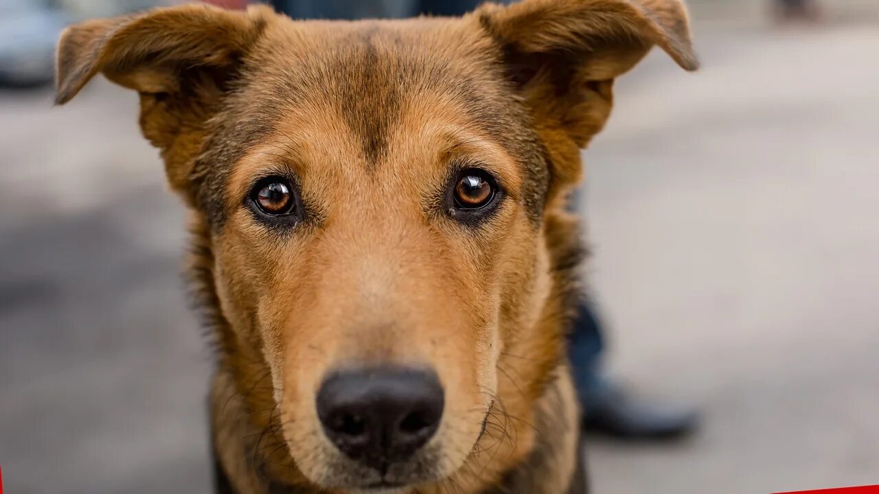 Собака дворняжка. Старая собака зимой. Заходера «песня бездомных собак. Песня бездомных собак. Песня бездомных собак.