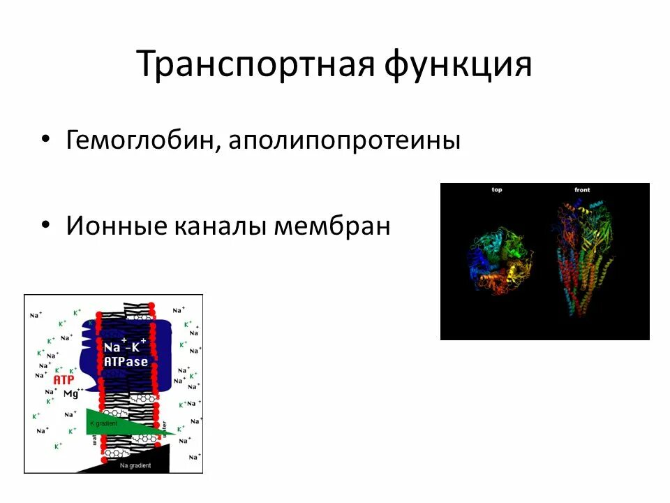 Гемоглобин функции. Транспортная функция гемоглобина. аполипопротеины функции. транспортные функции аполипопротеинов. функция аполипопротенов..