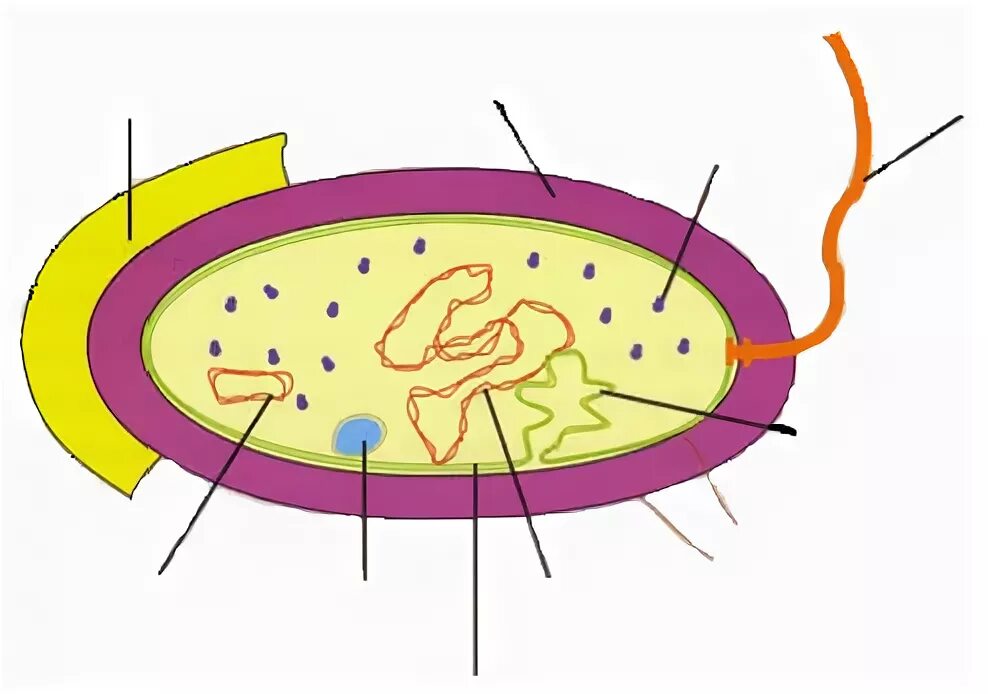 Кольцевой нуклеоид. Прокариотическая клетка без подписей. Прокариотическая клетка рисунок без подписей. Ядерный аппарат бактерий. Карточка Прокариотическая клетка.