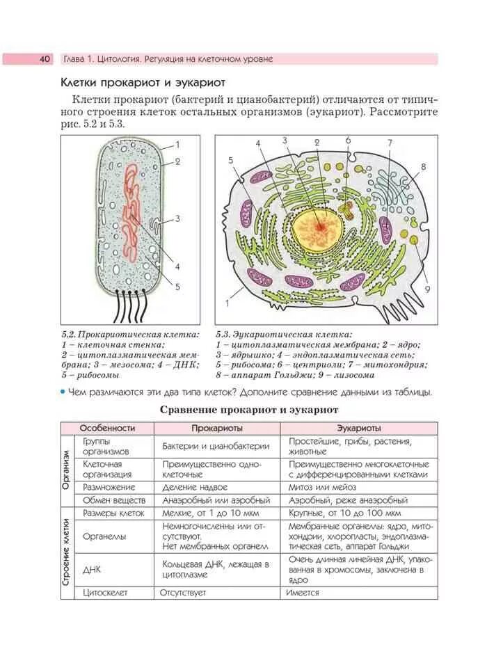 Тест клетка егэ. Таблица эукариотической клетки. Эукариотическая клетка таблица. Клетка ЕГЭ. Эокаритечкая Калетка ЕГЭ.