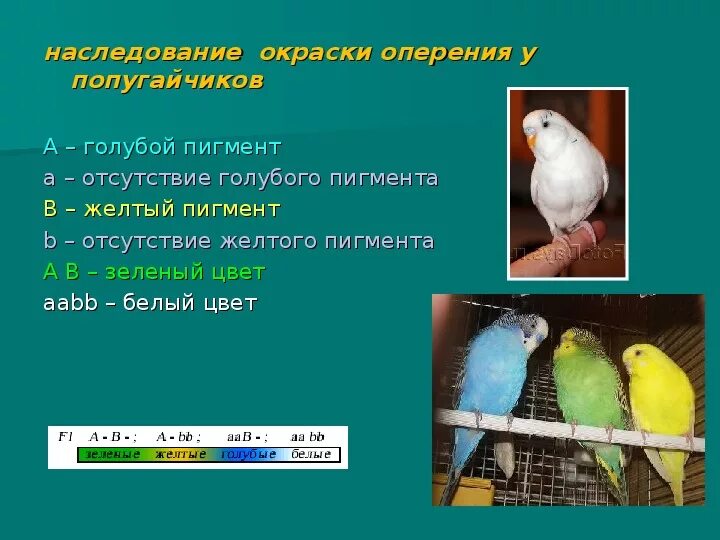 Задача про попугая 5 класс