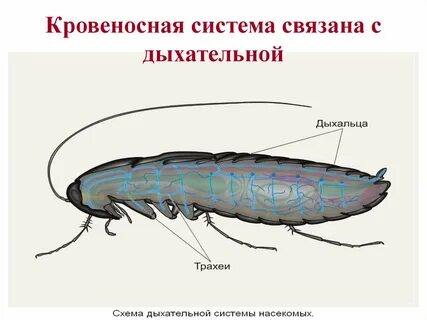 У насекомых дыхание происходит
