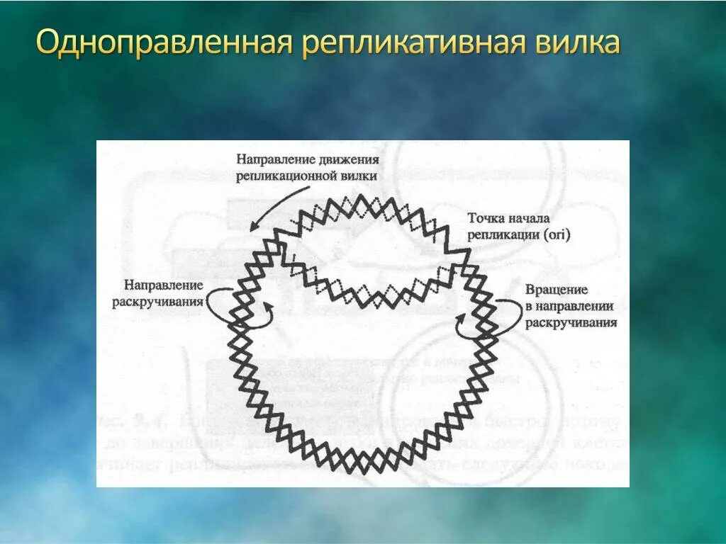 Фермент вилка. Репликационная вилка прокариот. Схема репликации ДНК лидирующая цепь. Репликация у прокариот. Репликативные вилки у прокариот.