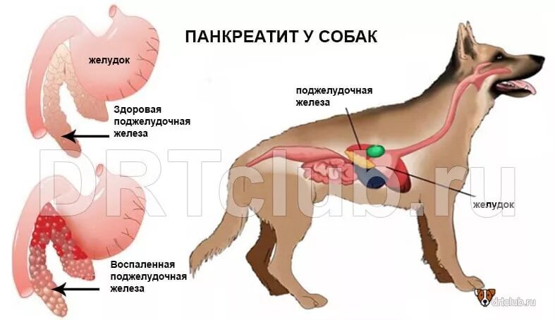 Печень у собаки симптомы. Поджелудочная железа собаки. Воспаление поджелудочной железы (панкреатит) у животных. Функции поджелудочной железы у собак. Симптомы заболевания поджелудочной железы у собак.