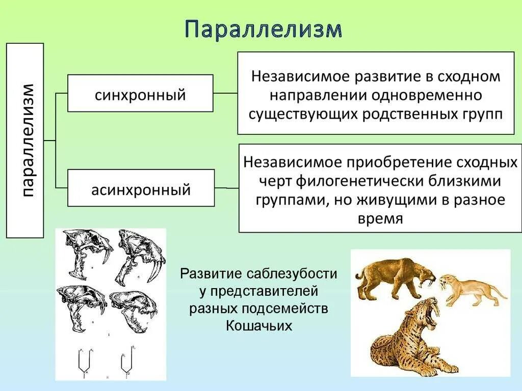 Установите соответствие между способами приспособления живых организмов. Типы эволюционных изменений 9 класс биология. Параллелизм. Параллелизм в эволюции. Параллелизм примеры биология.