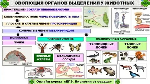Выделение у животных конспект урока 8 класс