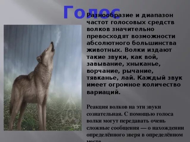 Вой волка. Вой волка. Тамбовская область тамбовский волк. Воющий волк. Волк серый.