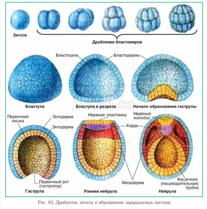 Этапы онтогенеза гаструла бластула. Гаструла нейрула. Развитие эмбриона бластула. Зигота бластула гаструла.