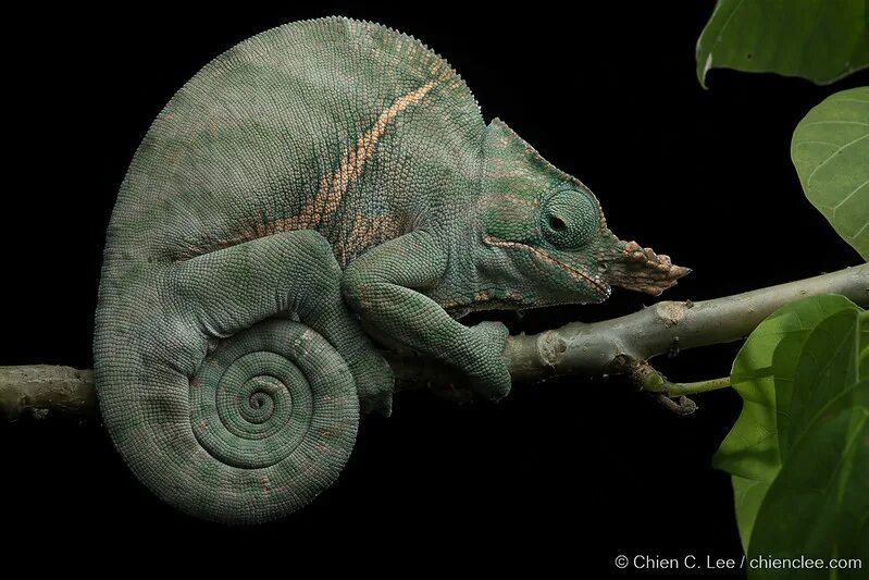 Хамелеон род. Furcifer balteatus. Род: Furcifer. Furcifer Monoceras. У какого животного голубая кровь.