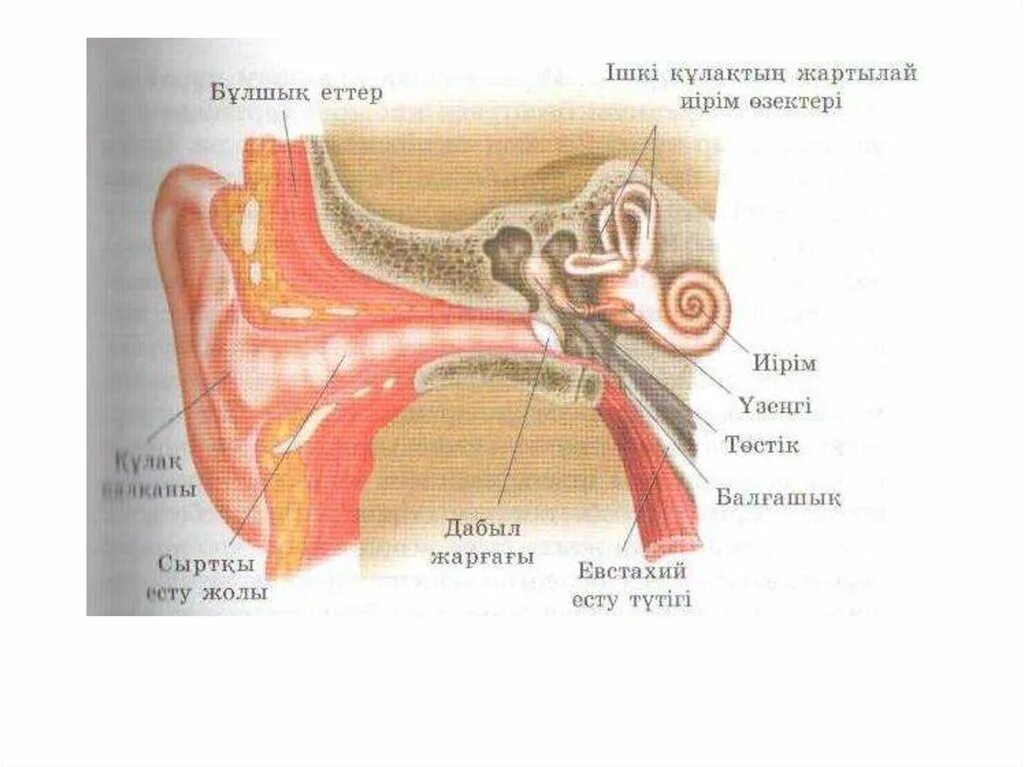 Есту места. Есту. евстахий. евстахий найти.