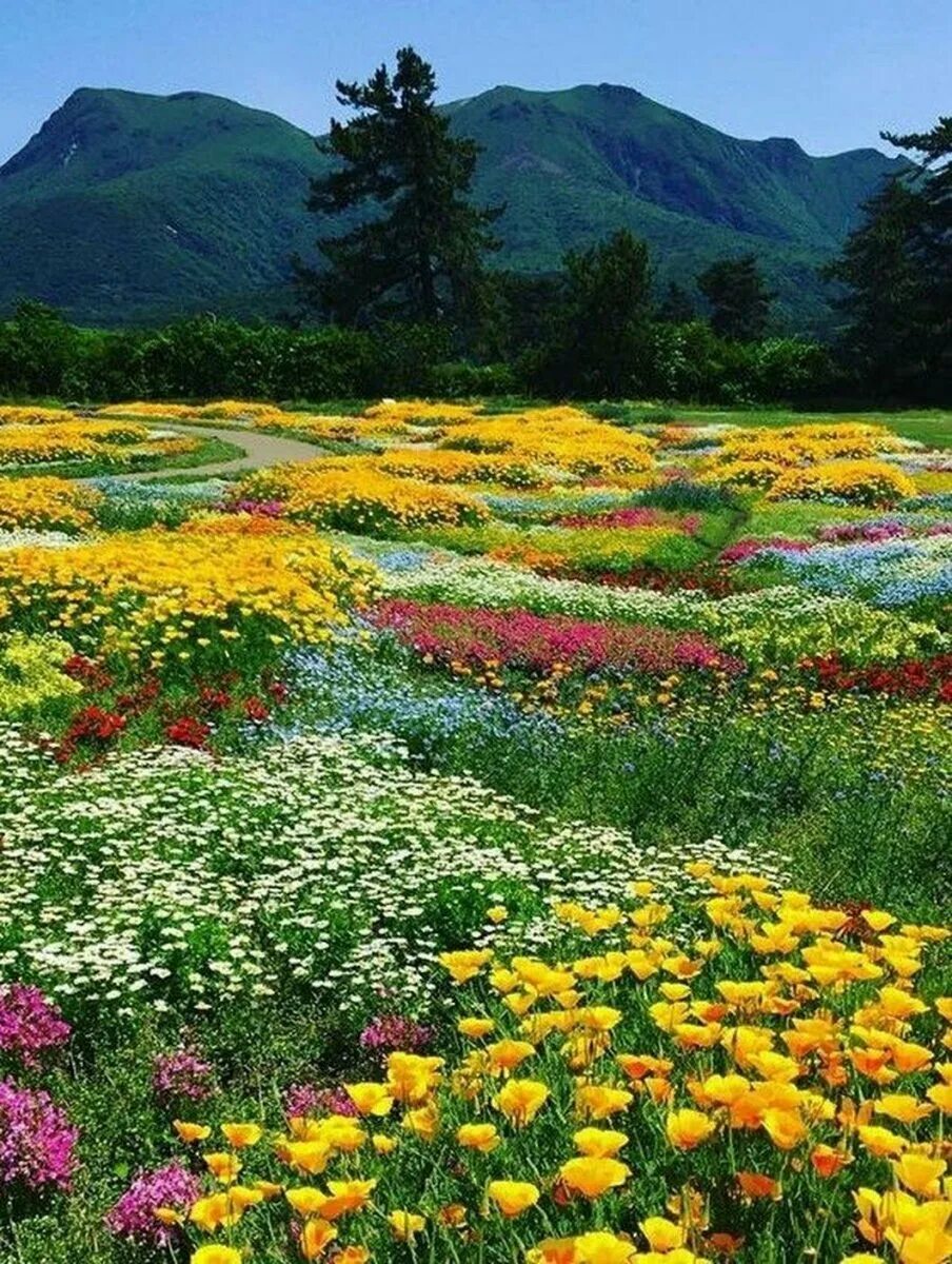 Альпийские Луга новая Зеландия. Удивительная красота растений. Пейзаж цветы. Пейзажи с цветами. Много цветов в природе