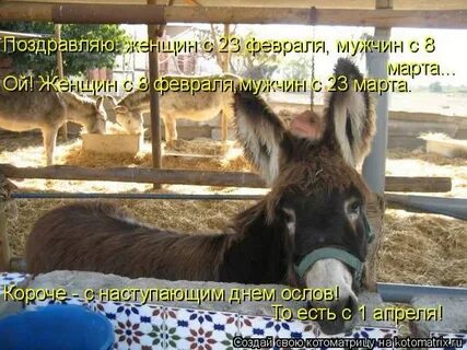 Всемирный день осла