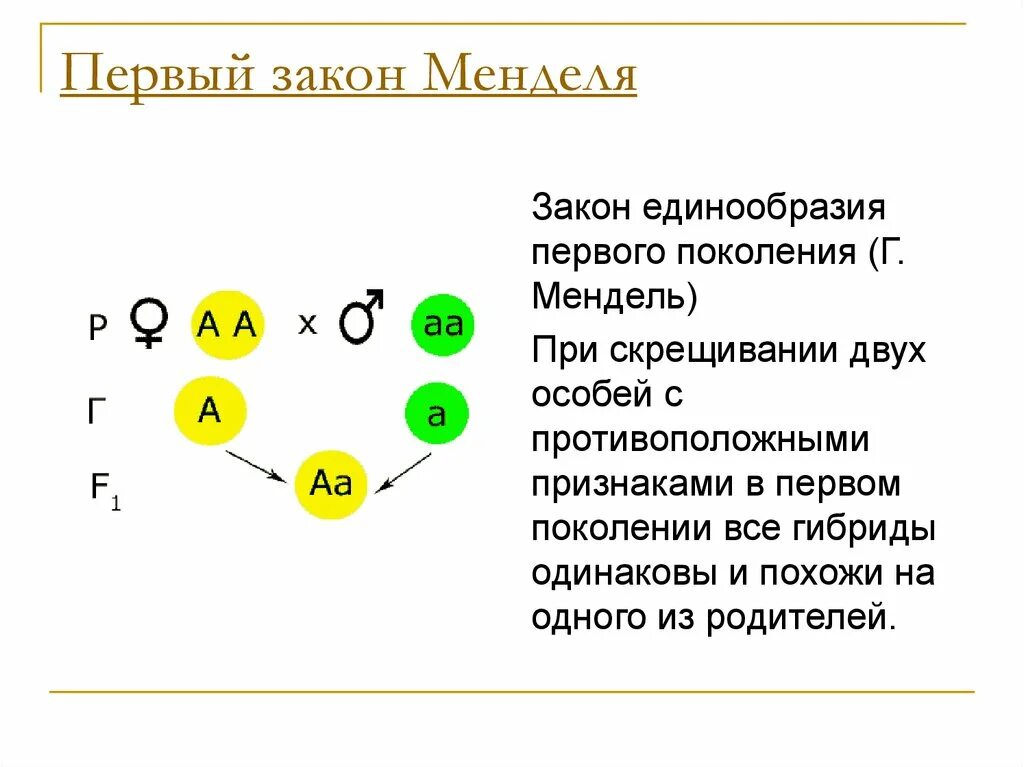 Второй закон Менделя закон единообразия гибридов первого поколения. Схема первого закона Менделя. Закон единообразия гибридов первого поколения схема. Первый закон Менделя закон единообразия гибридов первого поколения. Мендель аллельные гены