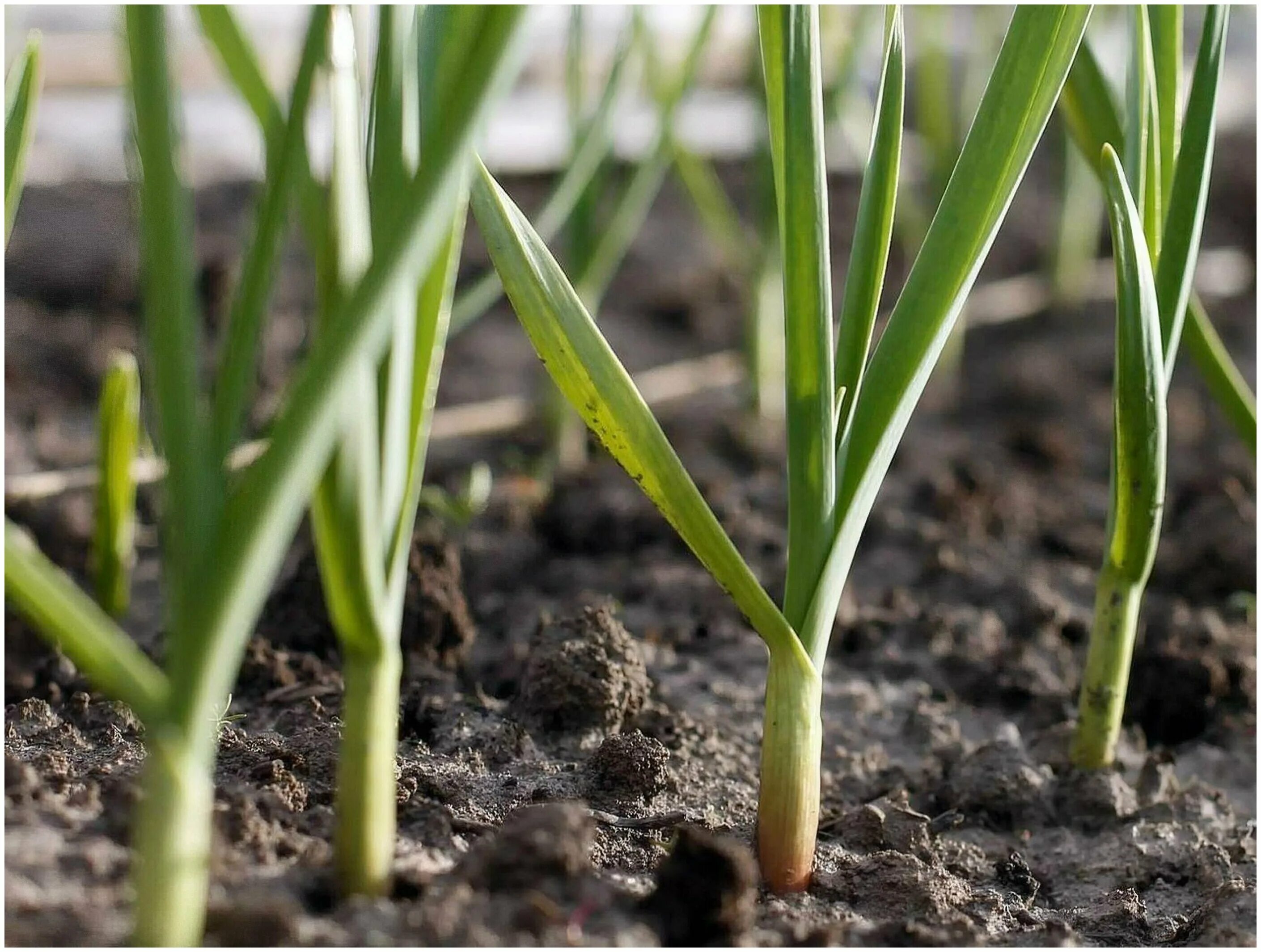 озимый лук на грядке. посевная в краснодарском крае 2022. яровой чеснок. озимые всходы ставрополье. цветок белоцветник весенний.