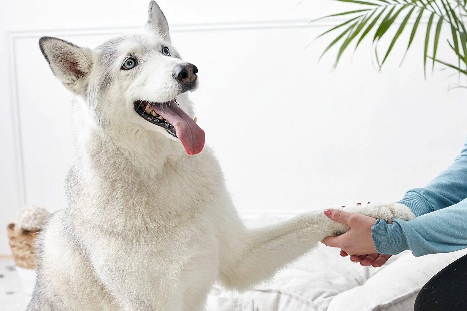 Dog new tricks. Собака здоровается. Собака прощается. Пёс здоровается. Хаски дает лапу.