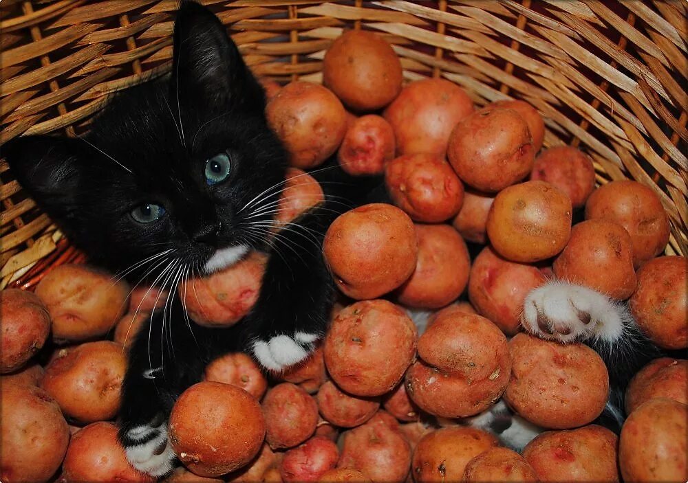 Кошка ест картошку. Кот ест картошку фри. Картофельная кошечка. Можно ли котам картошку вареную. Кот жрет картошку.