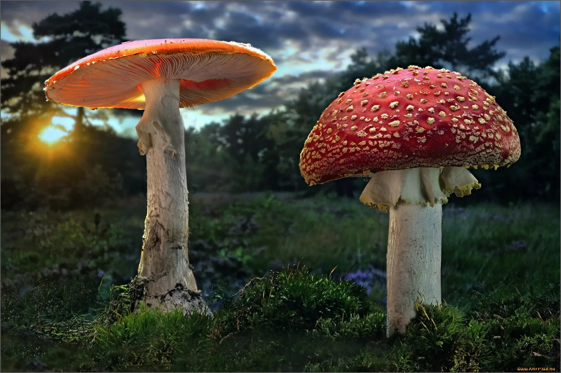 Грибы большими полянами. Мухомор ярко-желтый Amanita gemmata. Мухомор ядовитый гриб. Египет мухомор. Amazonica мухомор.