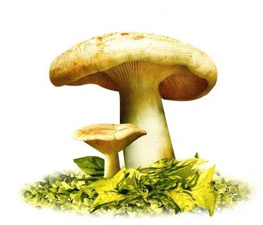 Картинка гриб без фона