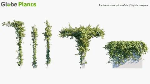Globe plants