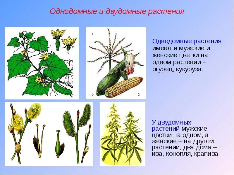 Какие растения называют двудомными. Однополые однодомные двудомные. Однодомные и обоеполые растения. Однодомное или двудомное. Кукуруза двудомное или однодомное растение.