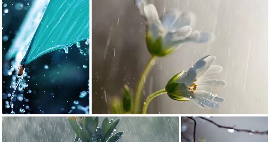 Стих весенний дождь. Дождь весной. Весенний дождь вопрос. Стих фета весенний дождь. Весенний дождь фет.