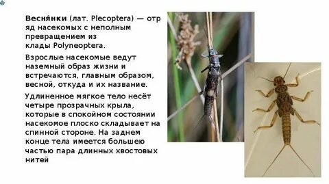Экологическое описание личинок веснянок