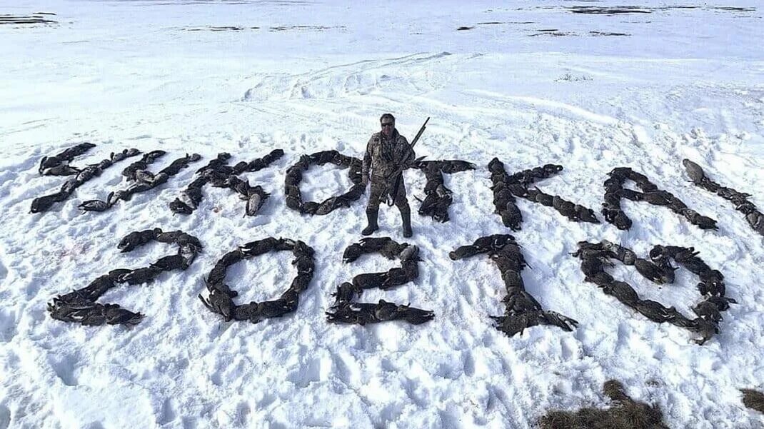 Я нашел и настрелял довольно много дичи