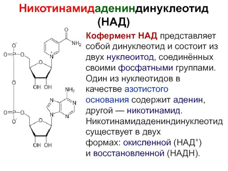 Состоит из нуклеотидов может иметь форму