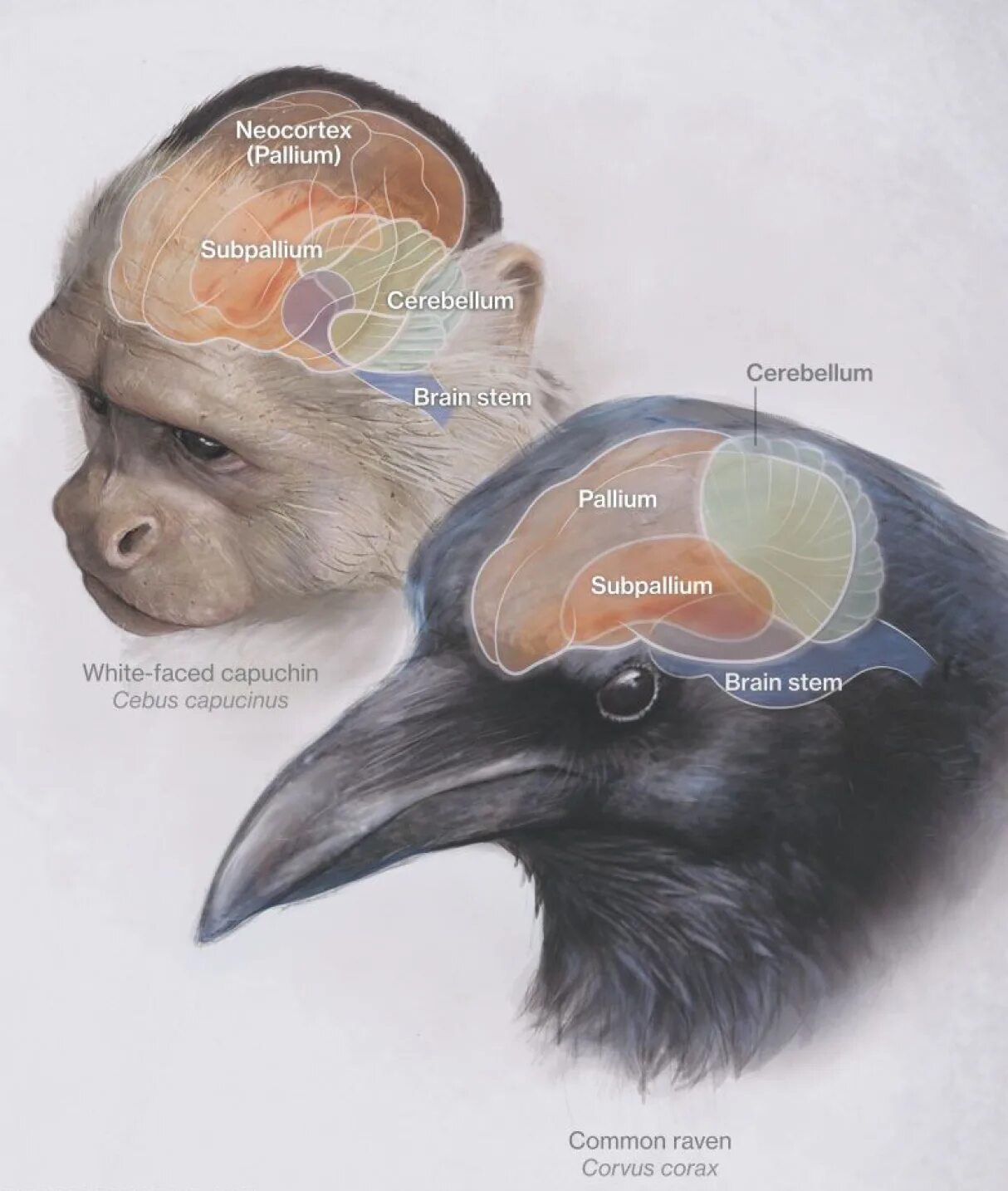 У куриц есть мозг. Мозг вороны. Размер мозга ворона. Строение мозга вороны. Мозг Воронов.