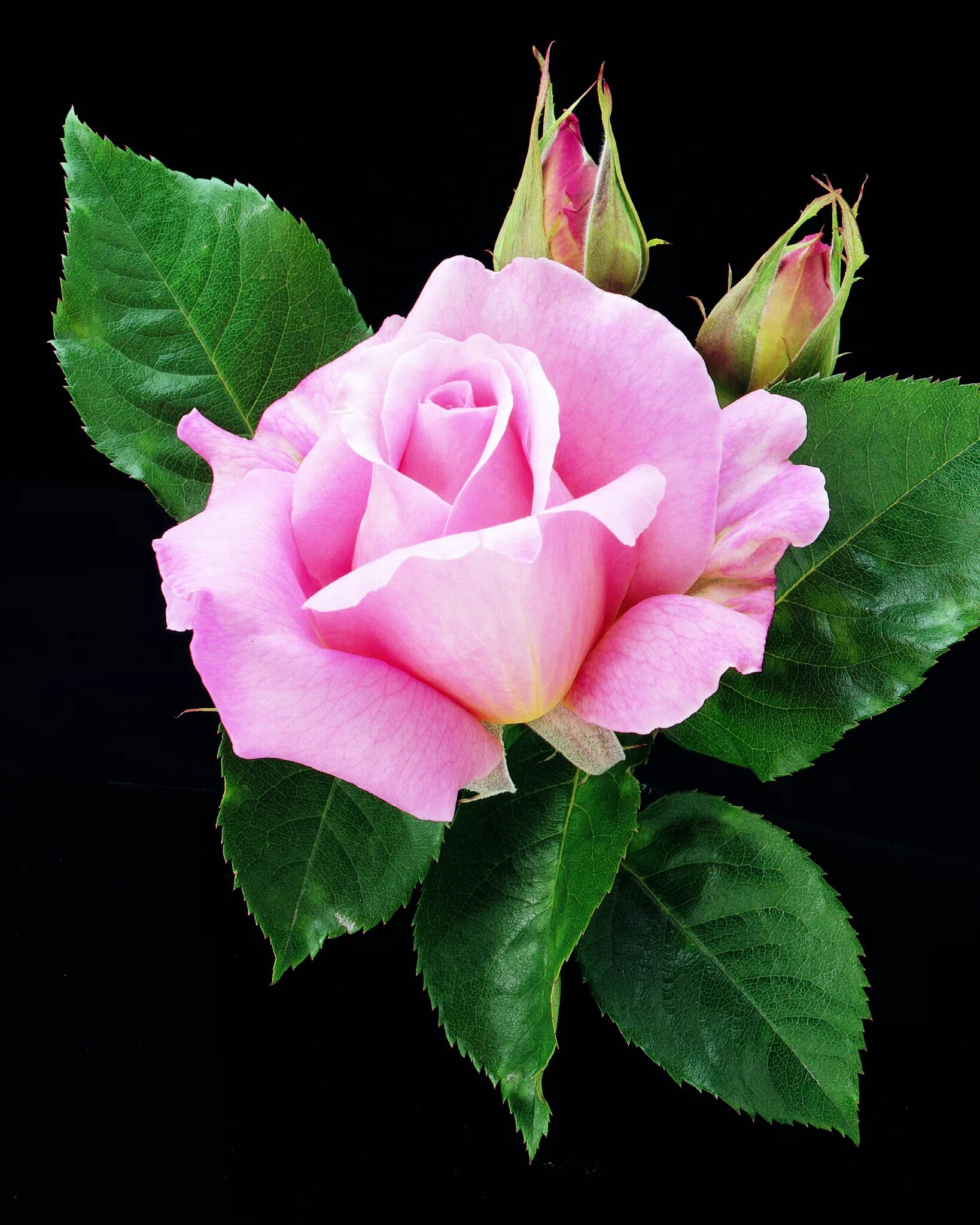 Rose the show. Rose the show. Showing rose. Showing rose. Showing rose.