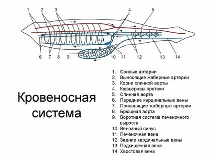 Незамкнутая кровеносная система ланцетник