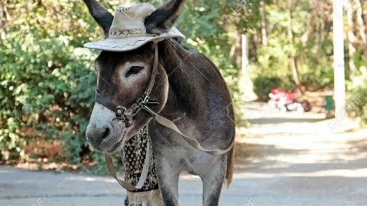 Anyone who during the day is active as a bee, strong as a bull, works like a hor