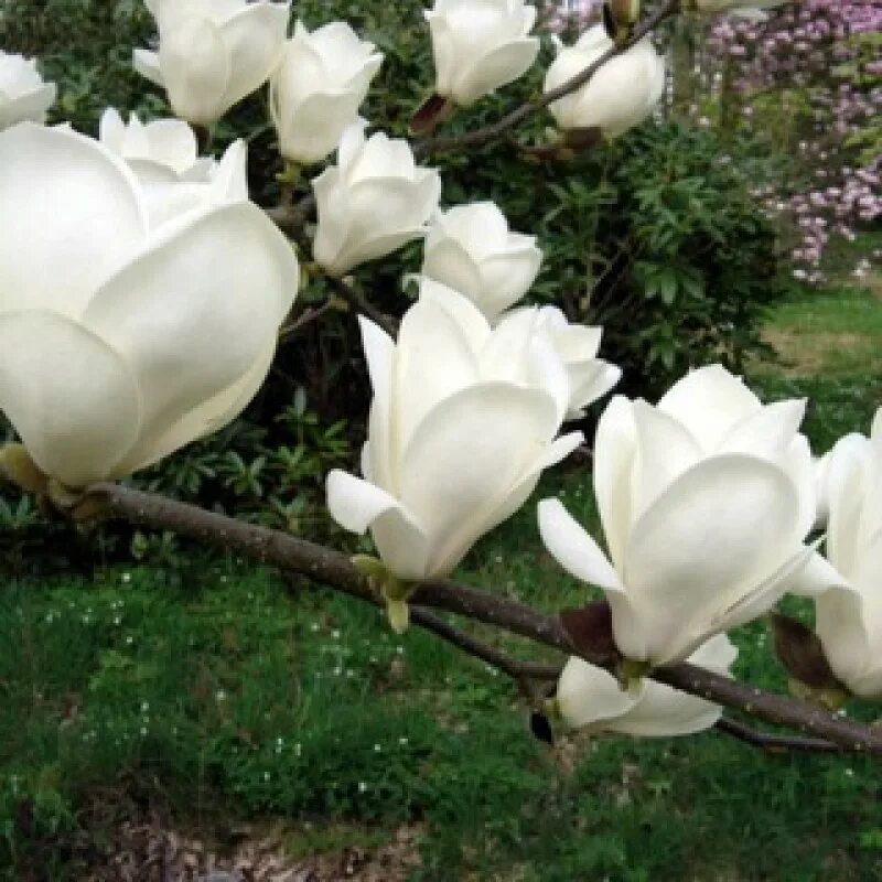 Магнолия Суланжа «Alba superba». Магнолия Суланжа (Magnolia soulangeana). Магнолия Суланжа Lennei Alba. Купить магнолию саженцы в беларуси