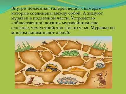 Где живут муравьи