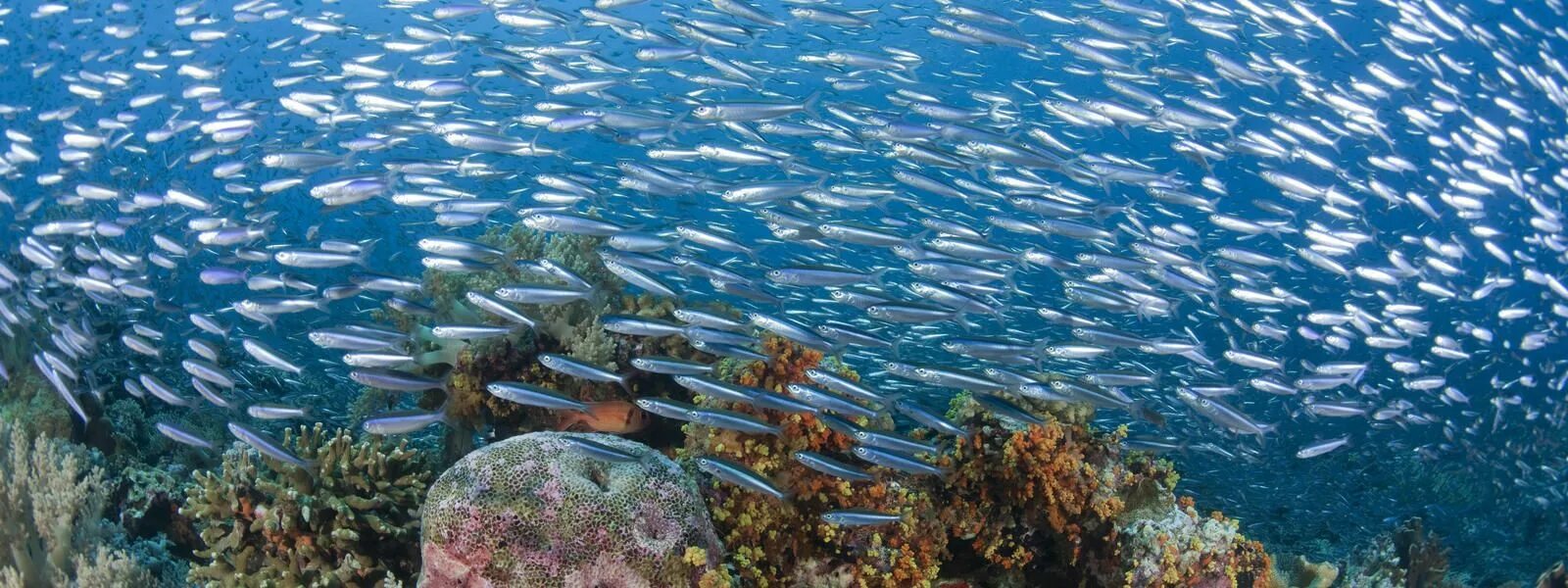 Биоресурсы океана. Биологические ресурсы океана. Стая сельди. Сельдь в море. Распространение животных в мировом океане