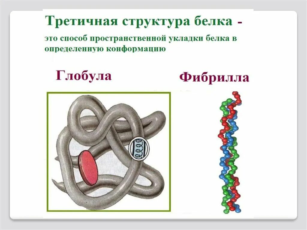 Форма глобулы белка. Третичная структура белка глобула. Третичная структура глобулярных белков. Третичная структура белка фибрилла. Третичная структура белка строение.
