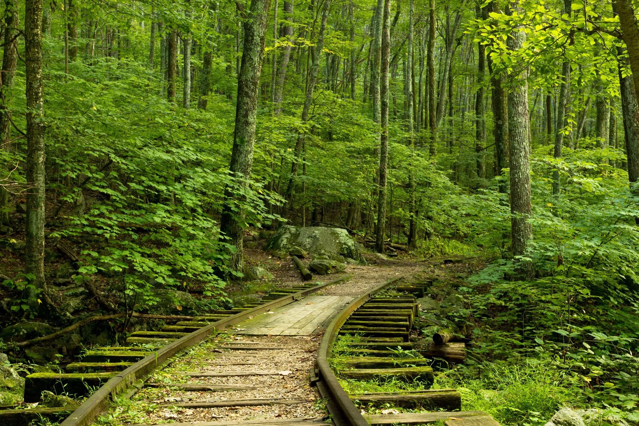 Где то среди леса среди леса. Алишаньская Лесная железная дорога. Светлогорский лес Старая железная дорога. Железная дорога в лесу. Рельсы в лесу.