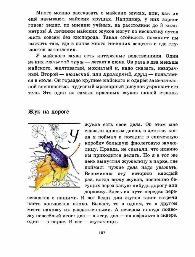 Текст про жуков. Майский Жук рассказ. Майский Жук читать. О чем рассказал Майский Жук рассказ. Рассказ про майского жука личинки.