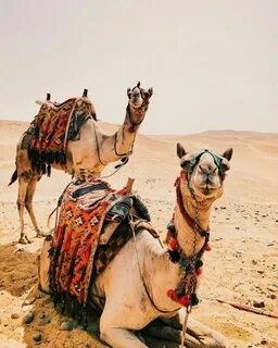 The arabian camel