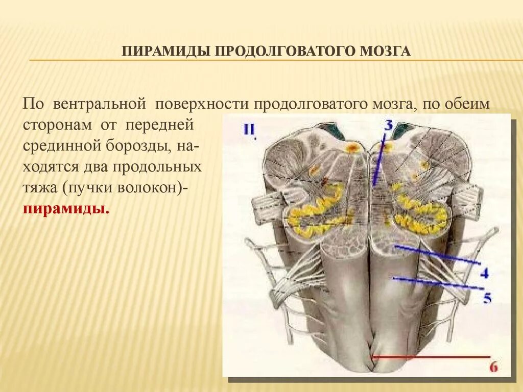 Находится по обе стороны