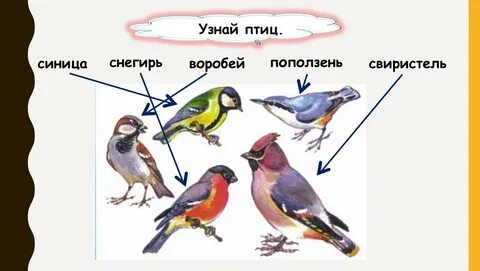 Укажи лишнюю птицу снегирь журавль поползень сорока