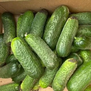Сорт огурца альпака