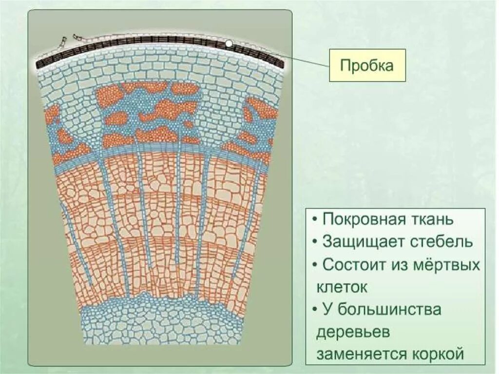 Функции кожицы и пробки