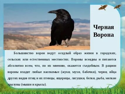 Вороны перелетные птицы или нет