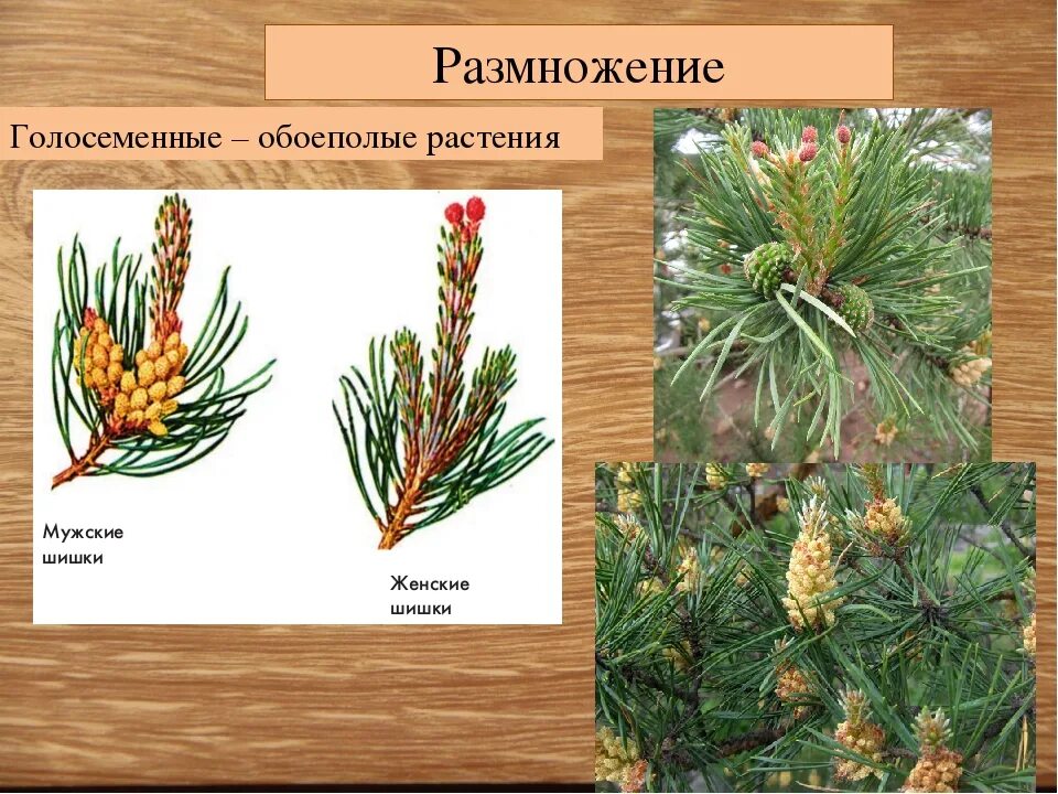 Как размножаются хвойные. Шишки голосеменных сосны. Пасечник сосны Голосеменные. Размножение голосеменных сосна. Размножение голосеменных растений сосны.